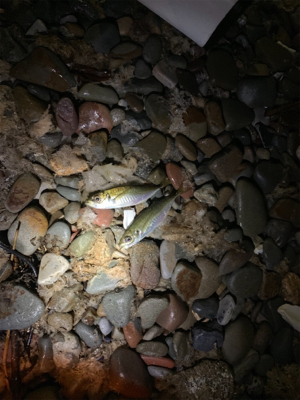 のませつり後アジング