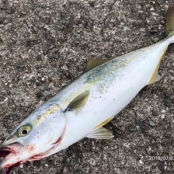 モジャコからツバスへ