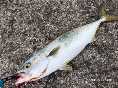 モジャコからツバスへ