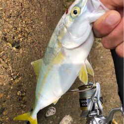 雨の合間のツバッシング