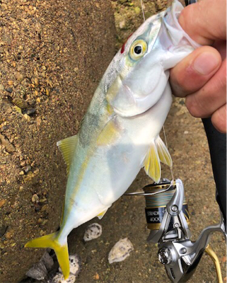 雨の合間のツバッシング