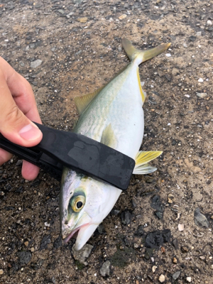 ツバス、数が減ってきたか？