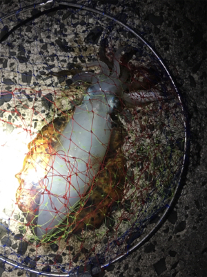 餌巻エギ最強説2