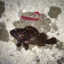 パターン入りました！