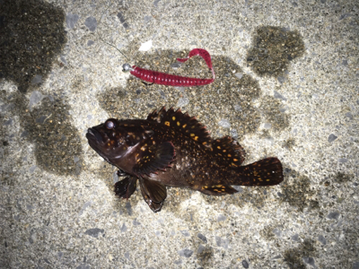 パターン入りました！