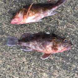 底狙いのエビ撒き