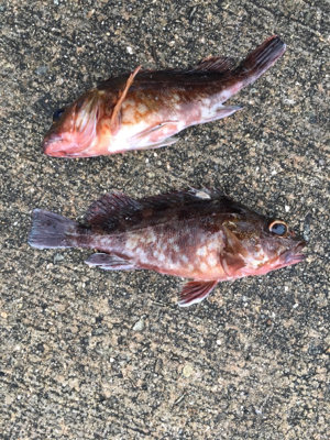 底狙いのエビ撒き