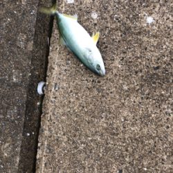 チャンスはつかめずツバスは大漁