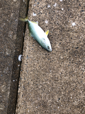 チャンスはつかめずツバスは大漁