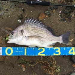 淀川ブリームゲーム 雨上がりの高活性