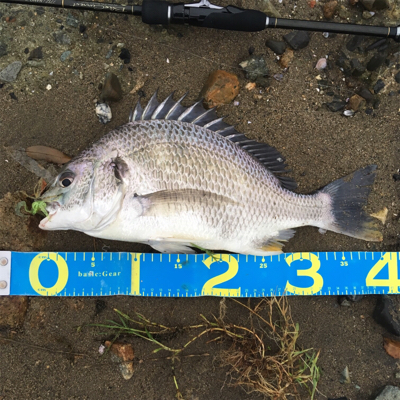 淀川ブリームゲーム 雨上がりの高活性