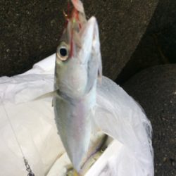 雨の中でもツバス