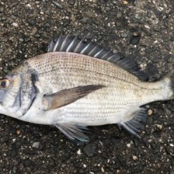 紀州釣りで快釣