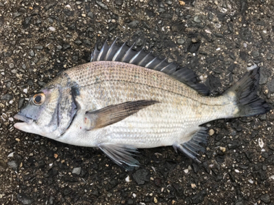 紀州釣りで快釣