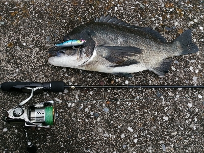 悶絶チヌトップ