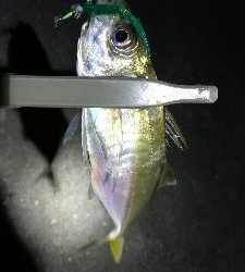 ナイトアジング