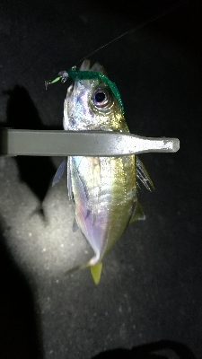 ナイトアジング