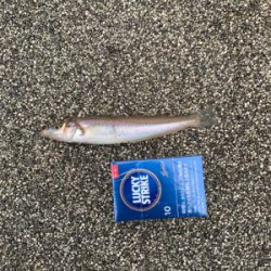 キス釣りからのワタリガニー！？