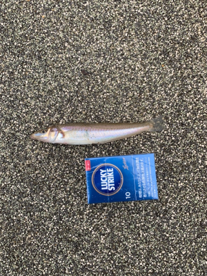 キス釣りからのワタリガニー！？