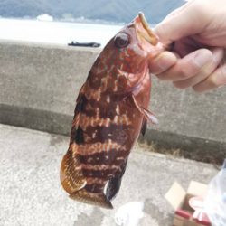 根魚