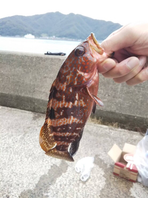 根魚