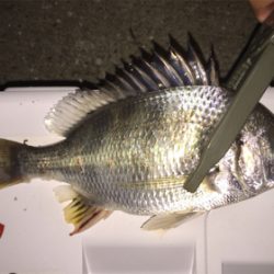 アジングでキビレ