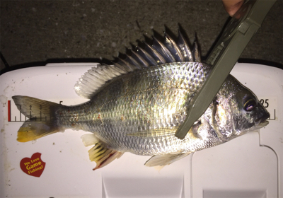 アジングでキビレ