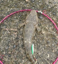 ダイソールアーでマゴチ2本！