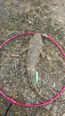 ダイソールアーでマゴチ2本！