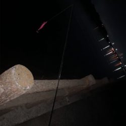 朝に続いて夜はのタコ