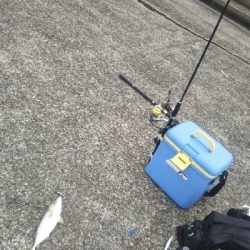 もれなくツバス