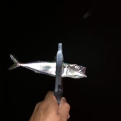 アジング アジング 楽しいな