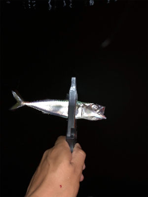 アジング アジング 楽しいな