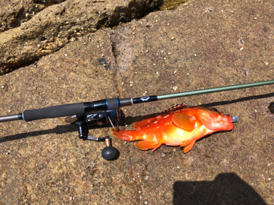 マルヒサ渡船爆釣ハタゲーム