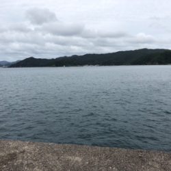 ジグサビキがハマった