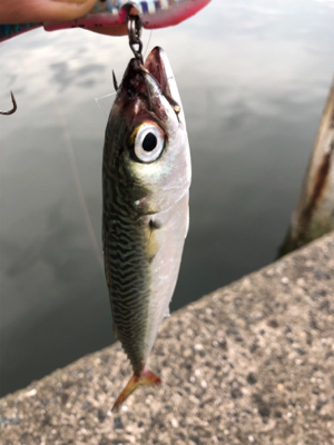 ショアジギング