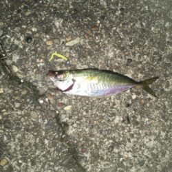 風が微妙(苦笑)