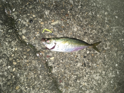 風が微妙(苦笑)