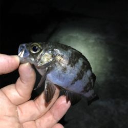 まだ釣れるメバル