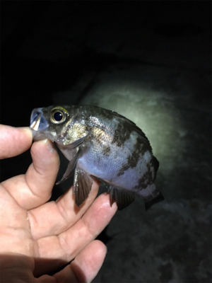 まだ釣れるメバル