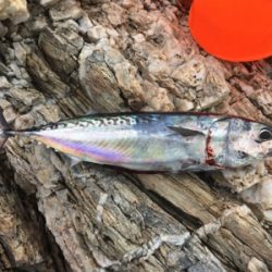 初ソウダガツオ！！