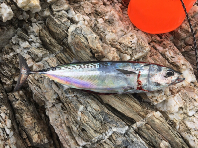 初ソウダガツオ！！