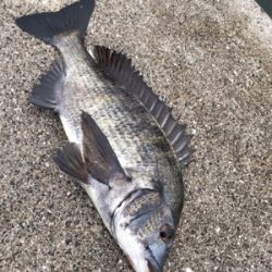 今日はアジの活性高いです