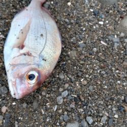 サーフジグサビキ