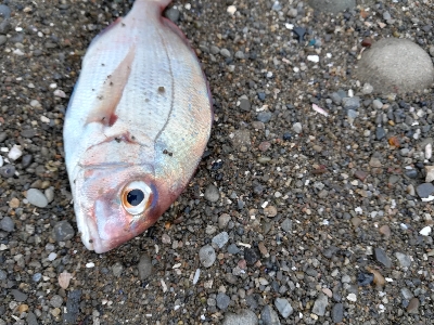 サーフジグサビキ