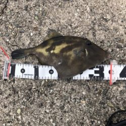 淡路島遠征するも…