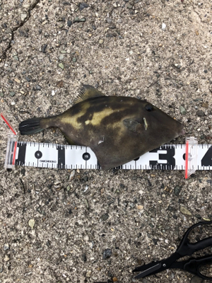 淡路島遠征するも…