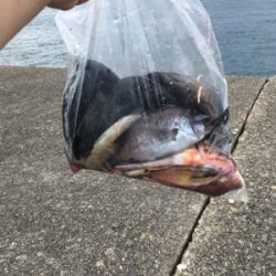 サビキ、フカセ