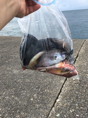 サビキ、フカセ