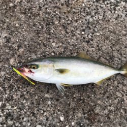 サゴシ狙いましたが。